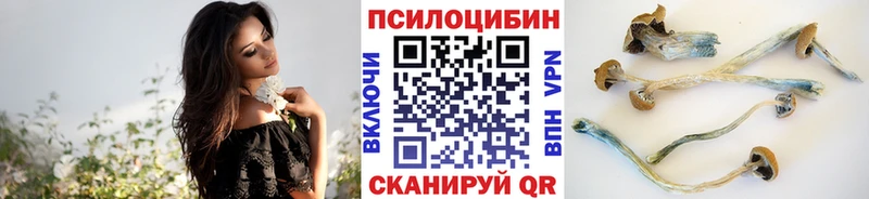 купить  цена  Сельцо  Галлюциногенные грибы Psilocybine cubensis 